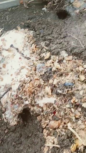 крысы на огороде смотреть онлайн