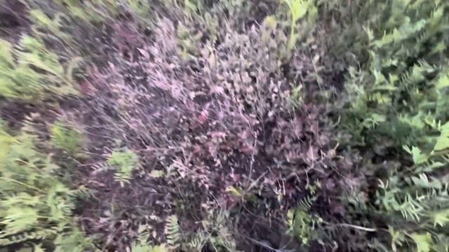 Посев эспарцета.Состояние культуры на второй год веге смотреть онлайн