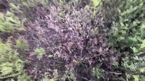 Посев эспарцета.Состояние культуры на второй год веге