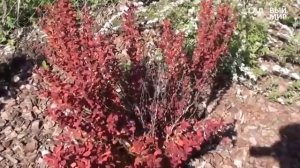 Кустарники для сада  Зимостойкие сорта