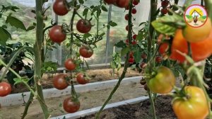 Блек Черри – тёмная лошадка среди томатов