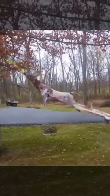 отодрал шкуру смотреть онлайн