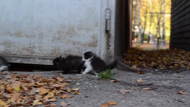 Прикольные котята - приколы с котами смотреть онлайн