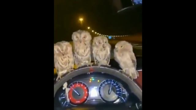 Прикольные мемы с животными и не только! смотреть онлайн