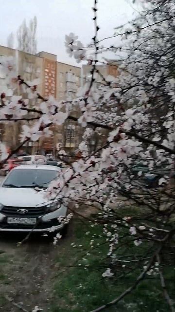 Жердёлы зацвели в Ростовской области. Цветёт дикий аб? смотреть онлайн
