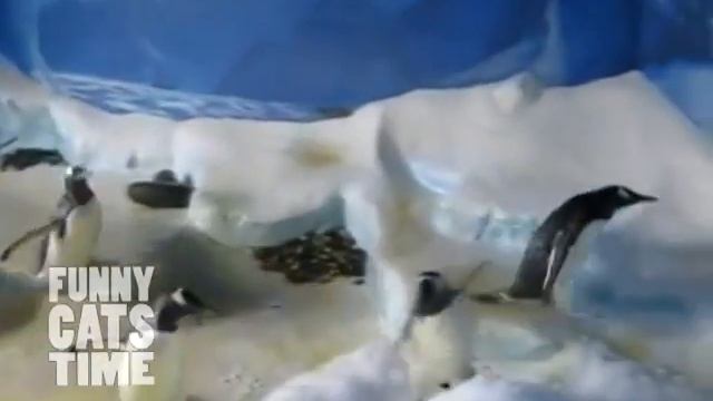 Пингвины бегают за лазером