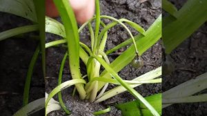 ПРОЛЕСКИ - посадка в апреле🔥🔥🔥@nature7-i6w #цветы #посадк