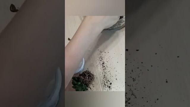 🪴Сама забыла что за растение...Пересадка растения.🌵 смотреть онлайн