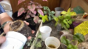 Вырастила Гипоэстес из семян. Уход, пересадка и размно