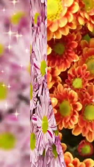 Как прекрасен этот мир.Хризантемы. смотреть онлайн