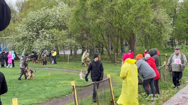 5 Отл. ДЕЛТА из Дома Шебис +++ №49 / КЧК САМАРА 27 апреля`25 И.Герлеман Моно немецких овчарок