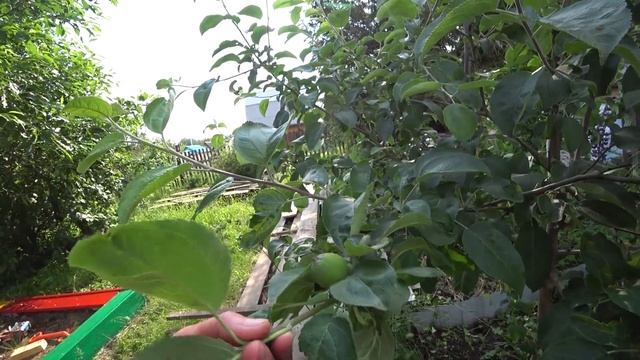 Покупки на дачу #покупки #дача #дети #семья #shortvideo #бату? смотреть онлайн