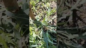 Шелковица Пакистанская, Марварид, Джерарди! Состояние