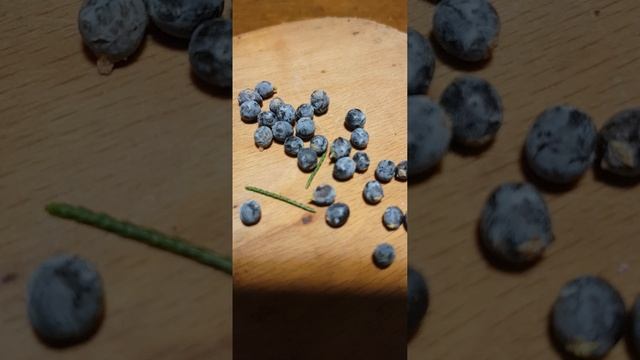 Ягоды можжевельника | Wacholderbeeren #wacholderbeeren #wacholder #можжеве
