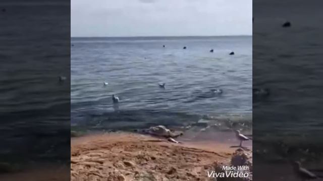 Чайка смеётся смотреть онлайн