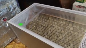 Инкубируем перепёлок в новом инкубаторе