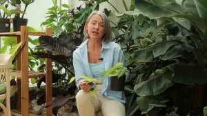 Филодендроны - что это за растения, и как найти к ним по