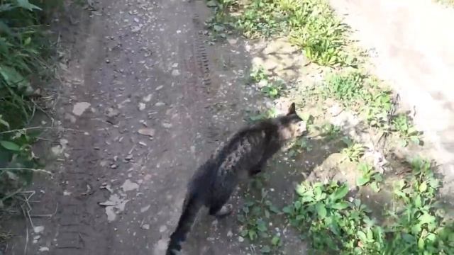 Слепой кот на прогулке...... смотреть онлайн