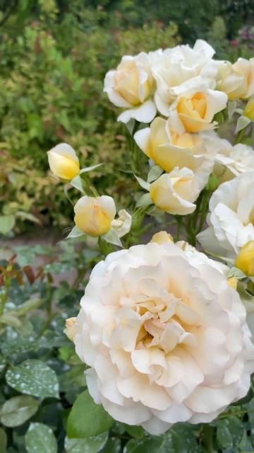 Роза Кокард! Надежная флорибунда! #cocarderose #floribundarose #rosefr смотреть онлайн