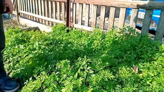 Ваза из гриба,огород,приметы ноября. смотреть онлайн
