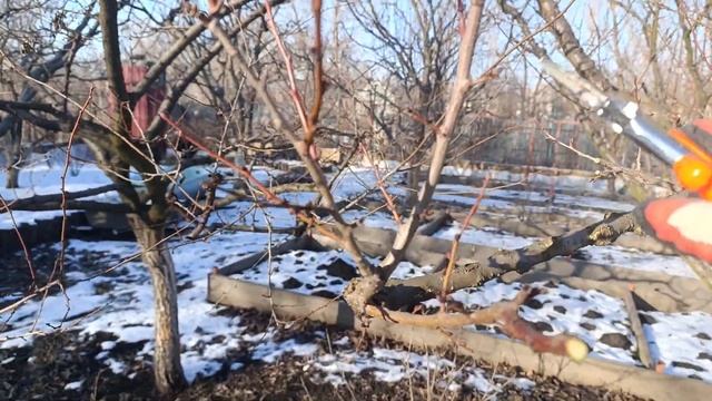 Коррекция абрикоса с элементами омоложения смотреть онлайн