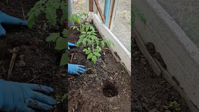 Высаживаю помидоры на навозную грядку. Посмотрим что смотреть онлайн