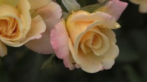 Мун Лайт - плетистая роза, Питомник Роз Полины Козлово?