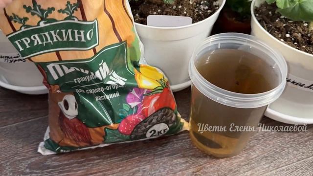 НАЛЕЙ в ГЕРАНЬ ОСЕНЬЮ и даже чахлое растение вмиг ожив смотреть онлайн