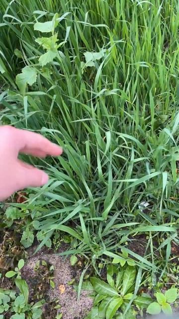 Про сидераты смотреть онлайн