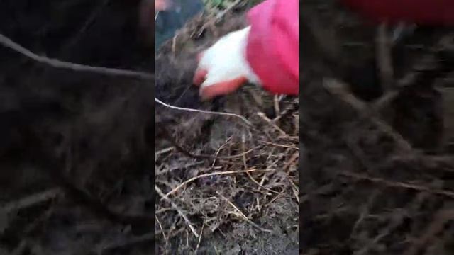 Осенняя посадка метельчатой гортензии. смотреть онлайн