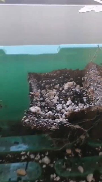 посадила бархатцы #дача #бархатцы #рассада #цветы #дачн смотреть онлайн