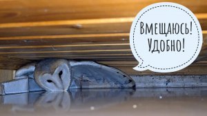 Сова сипуха Пухня нашла секретное место, Пёс Кубик нашёл что-то страшное в лесу, но не сказал, что