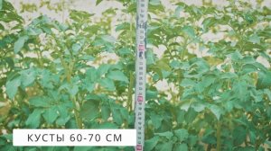 Честный обзор картофеля Коломбо через 60 дней от посад?