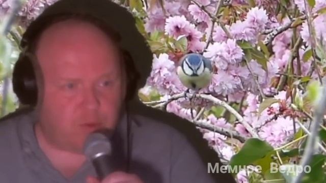 ЛЫСЫЙ МУЖИК ПОЕТ АНИМЕ ОПЕНИНГ НАРУТО смотреть онлайн