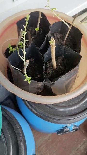 Весна! Помидоры! , Черенки Маньчжурского Ореха и сам Ор смотреть онлайн