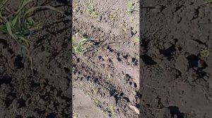 Как и когда сажать фасоль или бобы в открытый грунт.