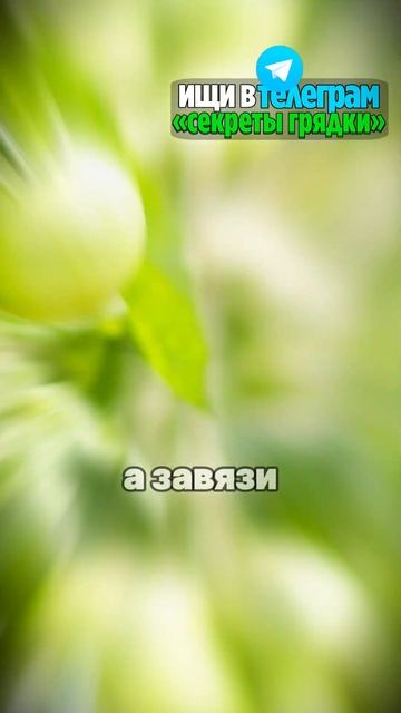 Добавьте йод к помидорам и ждите урожай! #дача #помидор смотреть онлайн