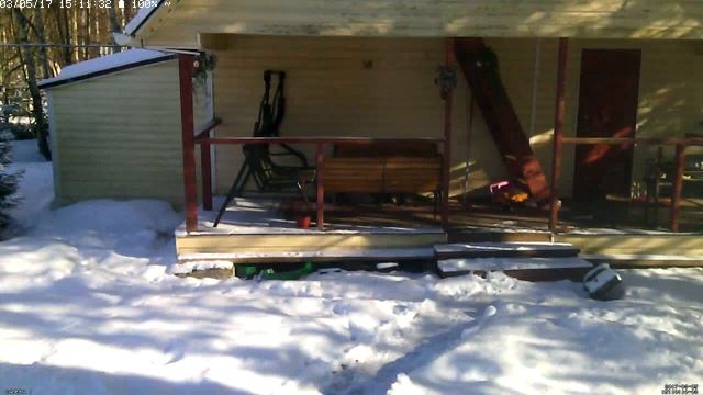 Зимняя жизнь дачных котов (Live)