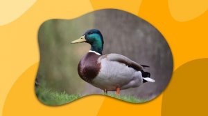 Развитие РЕЧИ для детей Учимся ГОВОРИТЬ Запуск речи Развивающий мультик про животных для малышей /2ч