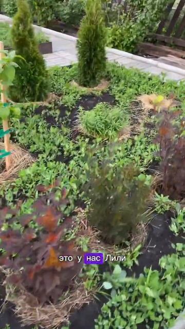 82. 21.06.2024 #сад #огород #дача #рассада #теплица смотреть онлайн