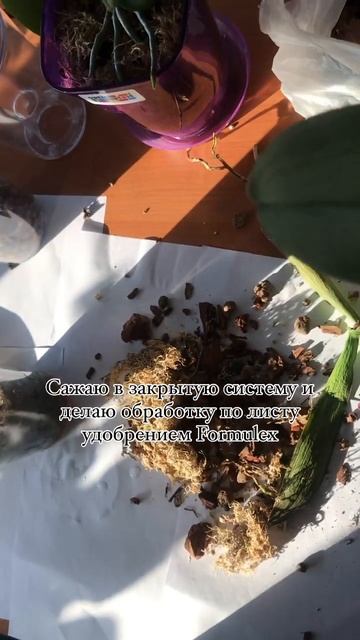 Часть 4 Посадка зачищенной орхидеи в закрытую систему смотреть онлайн