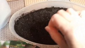 Посев СТАТИЦЫ / Кермек в марте на рассаду