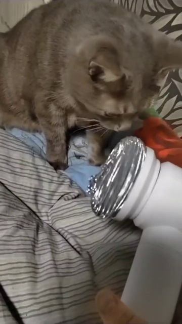 Посадку давай!!! #кот #карлсон #приколы #юмор #shortvideo #shorts смотреть онлайн