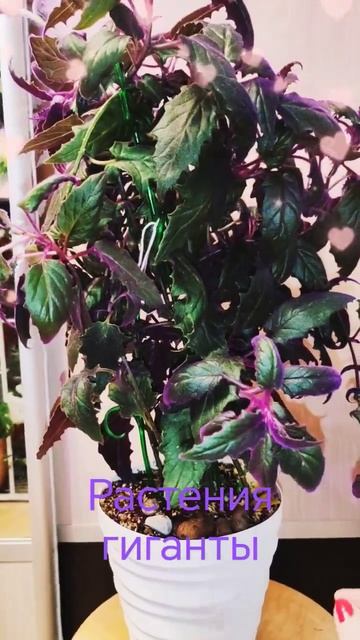 Растения гиганты-Гинура пурпурная и гибискус смотреть онлайн