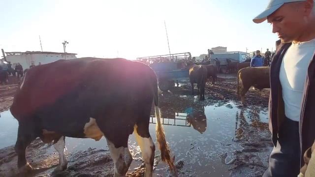 ГИГАНТ БУҚАЛАР НАРХЛАРИ ХОРАЗМ МОЛ БОЗОРИ ЛОЙ БОЗОР 7-? смотреть онлайн