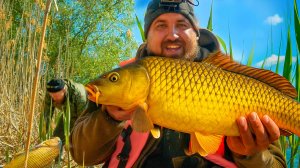 ЗАКИНУЛ УДОЧКУ СРЕДЬ КАМЫША, А ТУТ ОГРОМНЫЕ САЗАНЫ! ПОДСАК В КЛОЧЬЯ! РЫБАЛКА НА САЗАНА В АСТРАХАНИ!