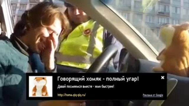 Прикольный хомяк смотреть онлайн