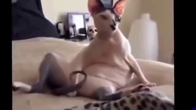 Приколы про животных Подборка приколов смотреть онлайн