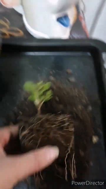 Корневая просто бомба! #саженцы #черенки #отправкапочт смотреть онлайн