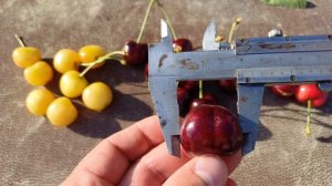 Черешня Гігант Ред 2024